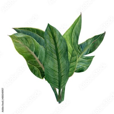 Papier peint  Watercolor strelitzia greenery arrangement. Hand drawn plant of bird of paradise. Tropical leaves