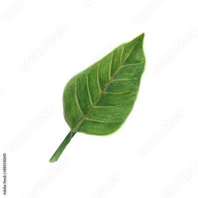 Papier peint  Watercolor strelitzia greenery. Hand drawn plant of bird of paradise. Bright tropical leaves