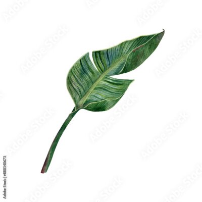 Papier peint  Watercolor strelitzia greenery. Hand drawn plant of bird of paradise. Bright tropical leaves