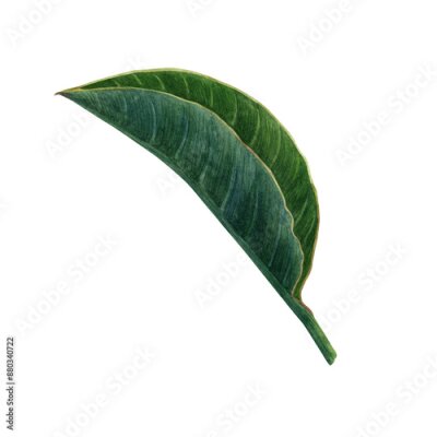 Papier peint  Watercolor strelitzia greenery. Hand drawn plant of bird of paradise. Bright tropical leaves