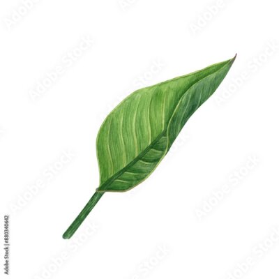 Papier peint  Watercolor strelitzia greenery. Hand drawn plant of bird of paradise. Bright tropical leaves