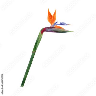 Papier peint  .Watercolor strelitzia. Hand drawn plant of bird of paradise. Colorful flowers and tropical leaves