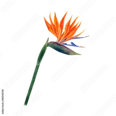 Papier peint  .Watercolor strelitzia. Hand drawn plant of bird of paradise. Colorful flowers and tropical leaves
