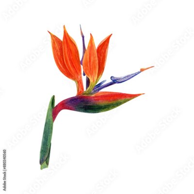 Papier peint  .Watercolor strelitzia. Hand drawn plant of bird of paradise. Colorful flowers and tropical leaves