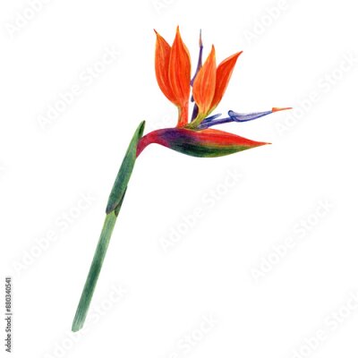 Papier peint  .Watercolor strelitzia. Hand drawn plant of bird of paradise. Colorful flowers and tropical leaves
