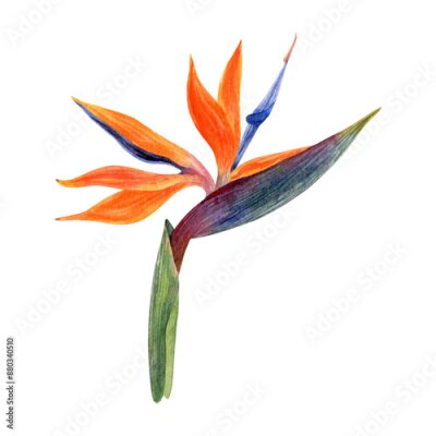 Papier peint  .Watercolor strelitzia. Hand drawn plant of bird of paradise. Colorful flowers and tropical leaves
