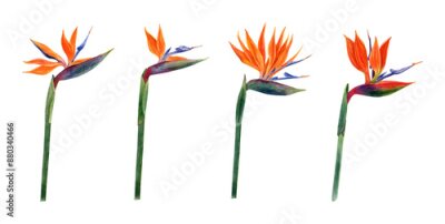 Papier peint  .Watercolor strelitzia. Hand drawn plant of bird of paradise. Colorful flowers and tropical leaves
