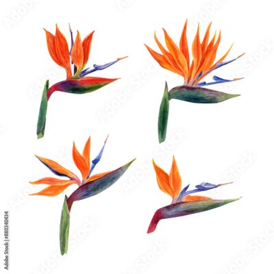 Papier peint  .Watercolor strelitzia. Hand drawn plant of bird of paradise. Colorful flowers and tropical leaves