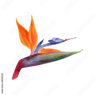 Papier peint  .Watercolor strelitzia. Hand drawn plant of bird of paradise. Colorful flowers and tropical leaves