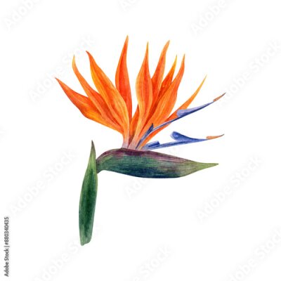 Papier peint  .Watercolor strelitzia. Hand drawn plant of bird of paradise. Colorful flowers and tropical leaves