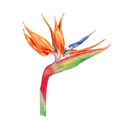 Papier peint  Watercolor strelitzia. Orange tropical flower. Hand drawn illustration isolated on transparent.