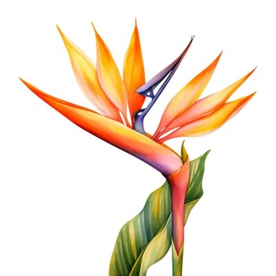 Papier peint  Watercolor strelitzia, png
