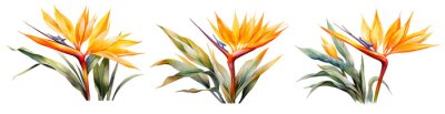 Papier peint  Watercolor strelitzia set. Generative Ai	