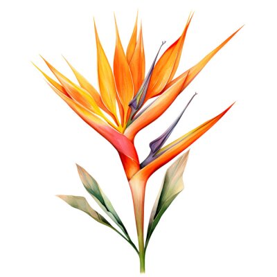 Papier peint  Watercolor strelitzia transparent background png