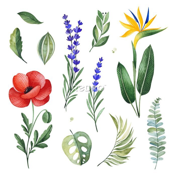 Papier peint  Watercolor Summer collection with tropical leaves,strelitzia,poppy,lavender,branches. Botanical elements.Perfect for your design,invitation,wedding,patterns,textile,print