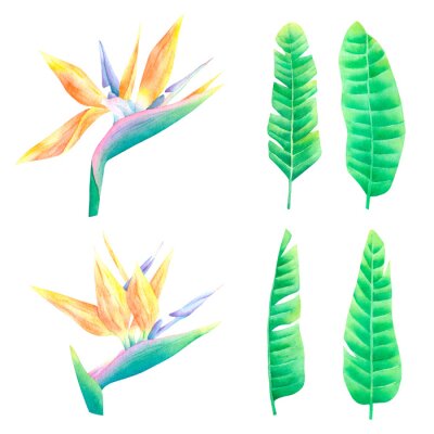 Papier peint  Watercolor tropical exotic strelitzia flowers and palm leaves isolated on white background