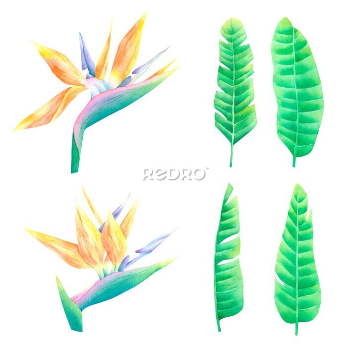 Papier peint  Watercolor tropical exotic strelitzia flowers and palm leaves isolated on white background