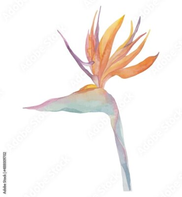 Papier peint  Watercolor tropical exotic watercolor strelitzia flower. Object isolated on white