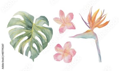 Papier peint  Watercolor tropical exotic watercolor strelitzia, plumeria, monstera. Object isolated on white