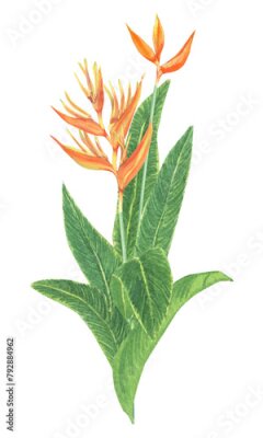 Papier peint  Watercolor tropical flower bush. Realistic exotic plants composition. Orange flowers of strelitzia. Botanical hand drawn illustration on transparent.