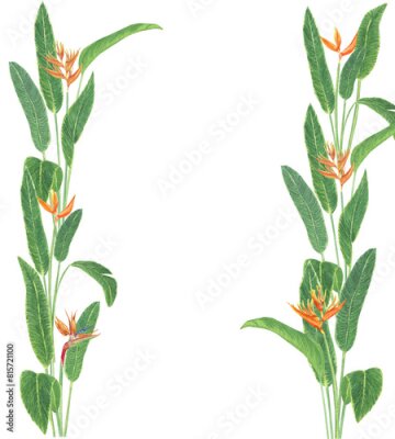 Papier peint  Watercolor tropical flower frame. Realistic exotic plants banner. Orange flowers of strelitzia. Botanical hand drawn illustration on transparent.      