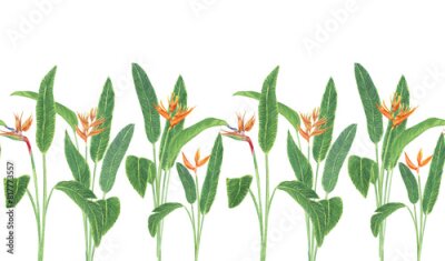 Papier peint  Watercolor tropical flower seamless banner. Realistic exotic plants. Orange flowers of strelitzia. Botanical hand drawn illustration on transparent.