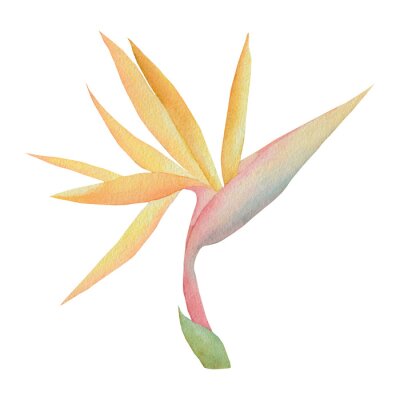 Papier peint  Watercolor tropical flower strelitzia. Watercolor flower yellow tropical. watercolor floral illustration on a white background.
