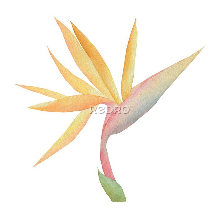 Papier peint  Watercolor tropical flower strelitzia. Watercolor flower yellow tropical. watercolor floral illustration on a white background.