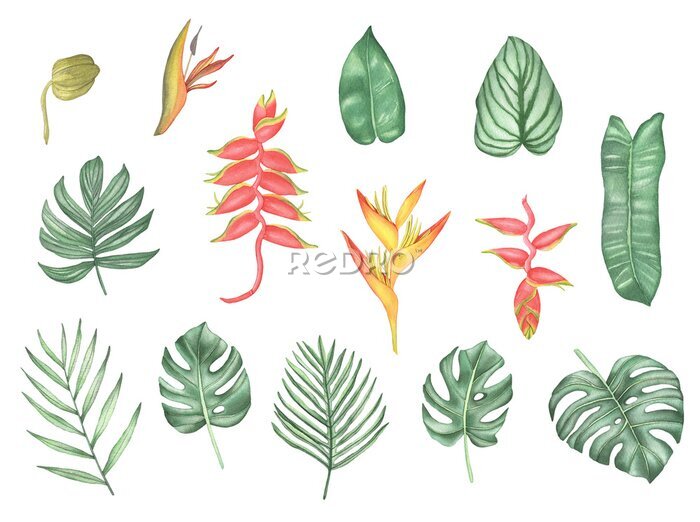 Papier peint  Watercolor tropical flowers and leaves. Hand drawing palm leaves, monstera, strelitzia, anthurium, heliconia