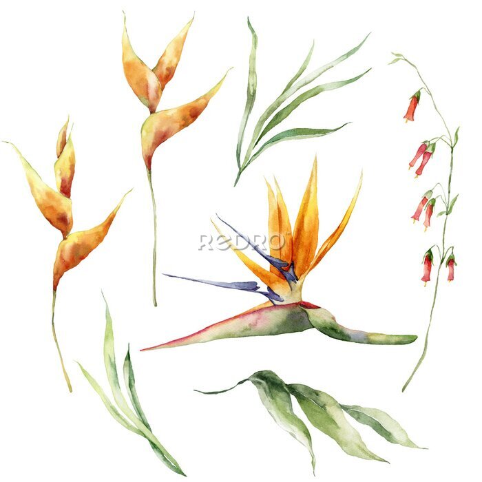 Papier peint  Watercolor tropical flowers set of strelitzia and leaves. Hand painted floral elements isolated on white background. Holiday Illustration for design, print, fabric or background.
