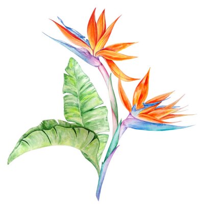 Papier peint  watercolor tropical flowers Strelitzia