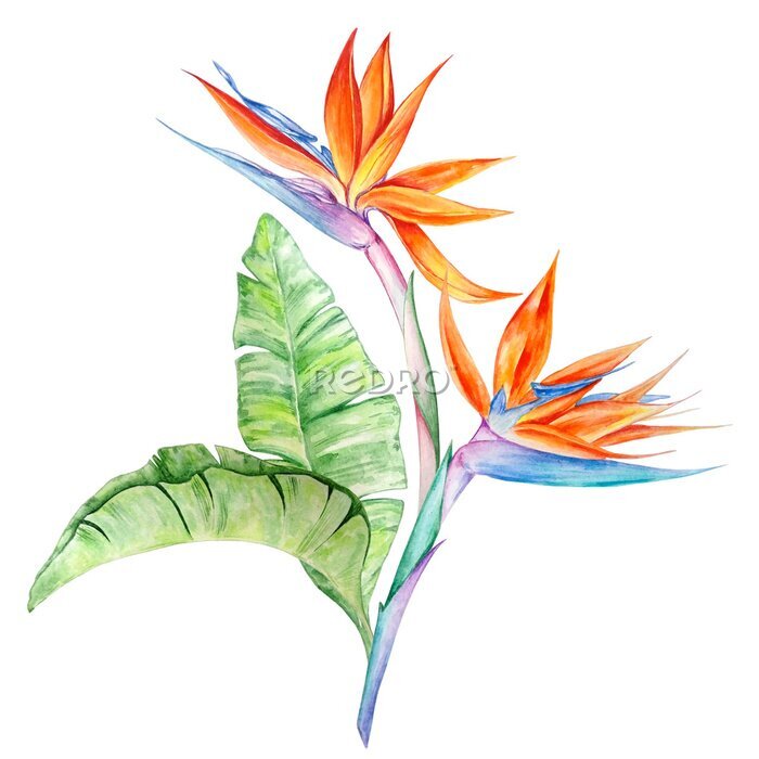 Papier peint  watercolor tropical flowers Strelitzia
