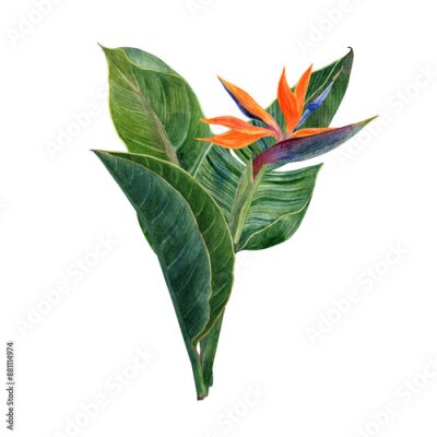 Papier peint  Watercolor tropical flowers strelitzia and greenery arrangements