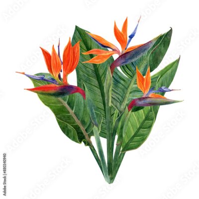 Papier peint  Watercolor tropical flowers strelitzia and greenery arrangements