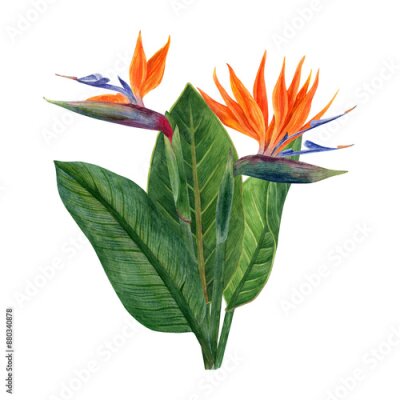 Papier peint  Watercolor tropical flowers strelitzia and greenery arrangements