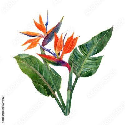Papier peint  Watercolor tropical flowers strelitzia and greenery arrangements