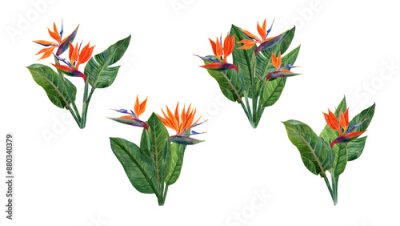 Papier peint  Watercolor tropical flowers strelitzia and greenery arrangements