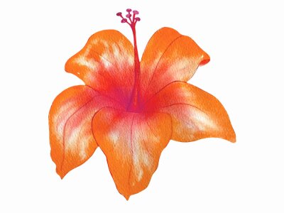 Papier peint  Watercolor tropical flowers. Strelitzia on an isolated white background, watercolor illustration. Hand-drawn, painting. Ideal for printing, decoration, decoupage, etc.
