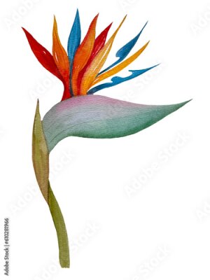 Papier peint  Watercolor tropical flowers. Strelitzia on an isolated white background, watercolor illustration. Hand-drawn, painting. Ideal for printing, decoration, decoupage, etc.