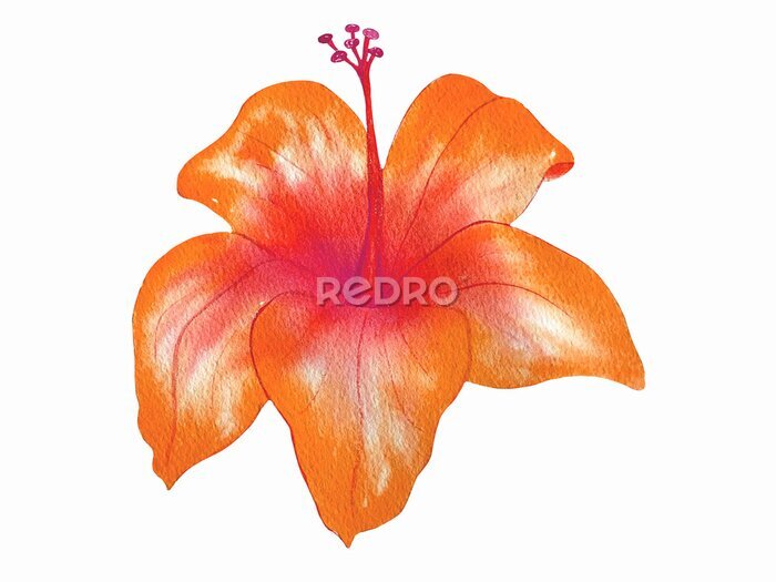 Papier peint  Watercolor tropical flowers. Strelitzia on an isolated white background, watercolor illustration. Hand-drawn, painting. Ideal for printing, decoration, decoupage, etc.