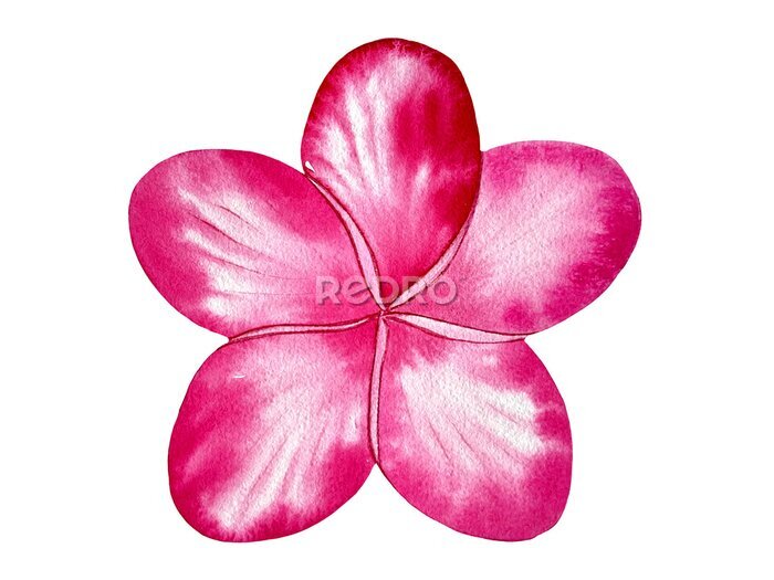 Papier peint  Watercolor tropical flowers. Strelitzia on an isolated white background, watercolor illustration. Hand-drawn, painting. Ideal for printing, decoration, decoupage, etc.