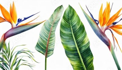 Papier peint  watercolor tropical flowers strelitzia set