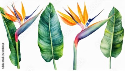 Papier peint  watercolor tropical flowers strelitzia set