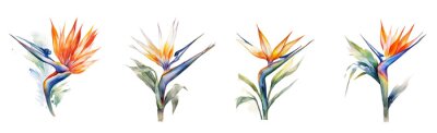 Papier peint  Watercolor tropical flowers strelitzia set. Generative AI