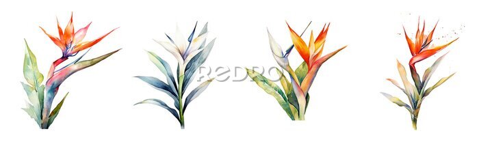 Papier peint  Watercolor tropical flowers strelitzia set. Generative AI