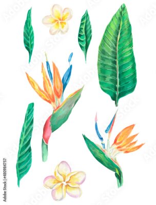 Papier peint  Watercolor Tropical illustration. Tropical forest.Design with Jasmine Flower, Frangipani, green leaves, palms, branches, strelitzia, flower of the bird of Paradise. Set of watercolor exotic flowers