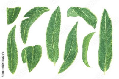 Papier peint  Watercolor tropical leaves set. Realistic exotic plants. Green leaves of strelitzia. Botanical hand drawn illustration on transparent.