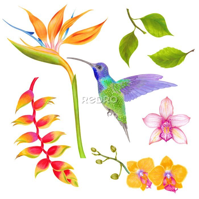 Papier peint  Watercolor tropical orchid, heliconia, strelitzia flower and colibri bird