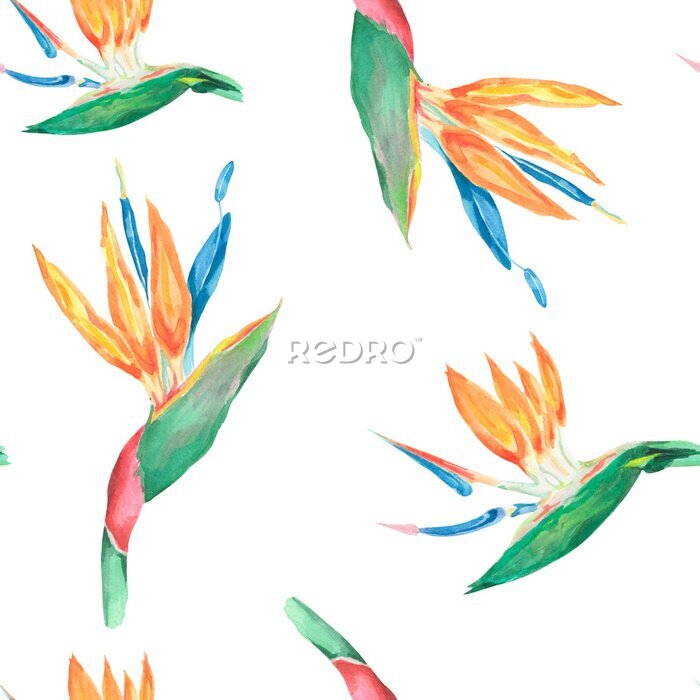 Papier peint  Watercolor Tropical pattern. Watercolor tropical flowers. Floral Seamless pattern. Flower of the bird of Paradise. The strelitzia . Colorful watercolor rainforest