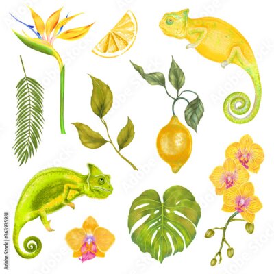 Papier peint  Watercolor tropical set of colorful chameleons, flowers and leaves. Orchid flowers, areca palm, monstera leaf, Strelitzia flower, lemon fruit